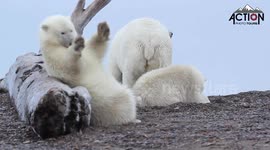 Polar Bear Scratches Back on Log - Short Version