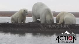 Polar Bear Fight