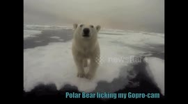 Polar bear licking my Gopro-camera in the arctic
