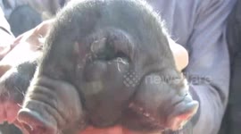 Another two-headed pig has been discovered in China