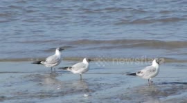 Black headed gulls feeding at low tide on the Thames river bank