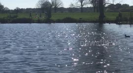 Family got scared by the dog when the dog was running over to them ! luckily nothing has happened badly but the dog owner wasn’t kind to the family when she told to take her dog away by the family!! She shouted at them instead of apology