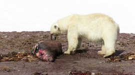 Polar Bear Female feasting on a carcass - Svalbard cruise
