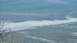 Heatwave causes Plankton bloom in Cornwall