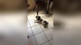 Watch an adorable Jack Russell terrier’s unique happy dance