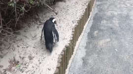 Pacy African penguin motors along Cape Town's Boulders Beach