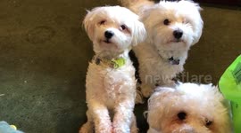 Cute dog appears to ‘clap’ his paws to ‘If You're Happy and You Know It, Clap Your Hands’