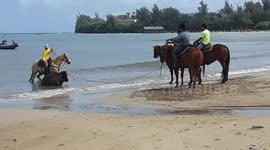 Bison is pulled out of the ocean during Hawaii floods