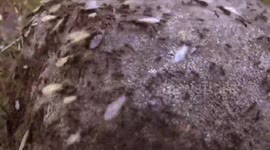Nuptial Flight of winged ants