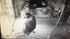 Buffalo causes chaos in jewellery shop in Vietnam