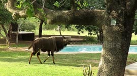 Beautiful antelope unexpectedly walks through our garden