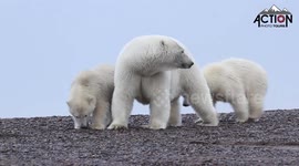 Polar Bear Scratching Back on Log
