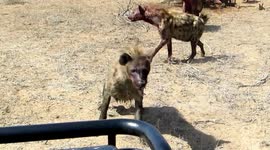 Hyena unexpectedly approaches safari vehicle during fight for food