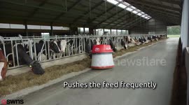 A technology company are revolutionising the dairy industry with a range of robotic 'maids' that milk cattle - whenever the cows feel like it