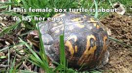 Female eastern box turtle laying her eggs.