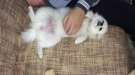 Pomeranian dog gets her favorite massage