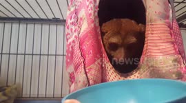 Bush baby Loves Her Eggs. Don't touch them!
