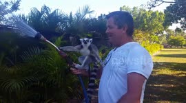 Nemur the Lemur helps water the plants.