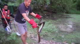 Python caught while eating pet chicken