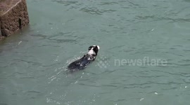 Dog cools off in sea as UK mini heatwave continues