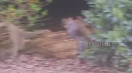 squirrel - wild animal