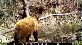 bear enter and exit pond 21Apr2018