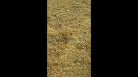 Pitbull training frisbee