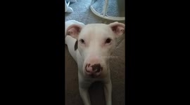 Pillbull loses mind control