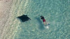 Amazing Manta Ray swims right up to shore next to Beach Goers