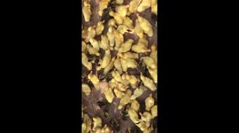 Duckling chaos! Cute little yellow ducklings running around, bumping into one another. Funny and heartwarming footage of baby animals