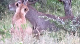 Rare sight of lioness hunting waterbuck in broad daylight