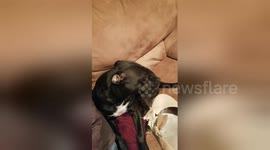 Now, which of you two ate my shoe? Owner interrogates dogs