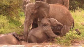 Young elephant shows heart during repeated attempts to get out of river