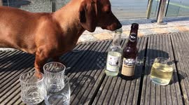 Sausage dog enjoying Pawsecco to cool down from the heat!