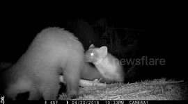 Pregnant Pine Marten, freely enjoying the company of her children (Kits) from 2017.