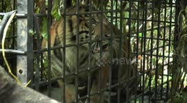 Moment critically endangered wild Sumatran tiger taken away for treatment