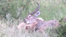 Tourists witness lioness hunting waterbuck in daylight safari trip
