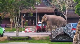 Elephant takes a shortcut through campsite