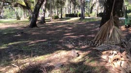 Squirrels up close wildlife in Florida