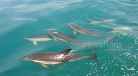 Playful pod of dolphins swim alongside boat off Cornish coast