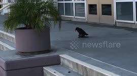 Disturbing - Crow attacking and killing a pigeon