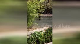 Mother cat lends kitten a helping paw to get over wall
