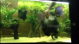 Petting my stingray, electric eel and the rest of the fishes in my aquarium