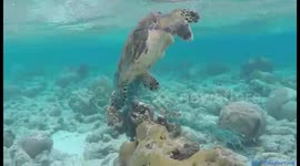 Man rescues turtle trapped in fishing net off Maldives