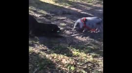 Mini pig and dog playing.