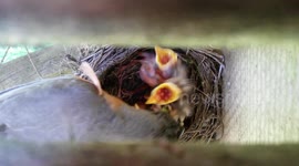 Robin feeds their baby birds in the nest - CLOSE-UP!