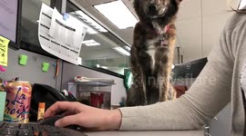 Dog wants mom’s attention