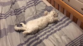 Cat’s chilled out sleeping pose