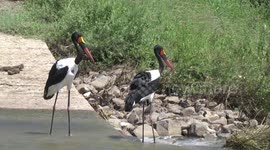 Saddle-billed Stork pair fishing from the Shingwedzi River causeway