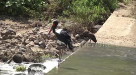 Female Saddle billed Stork fishing on the Shingwedzi River crossing